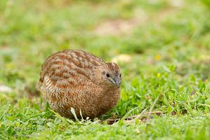 Brown quail