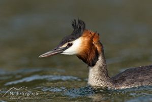 Crested grebe