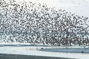 Bar-tailed godwit flock