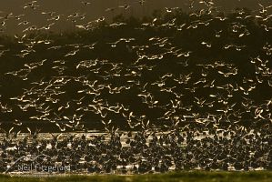 Shorebirds landing high tide roost
