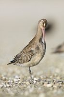 Eastern bar-tailed godwit
