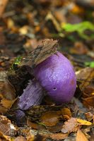 Violet pouch funus