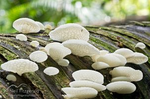 White pore fungi