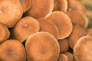 Fungi caps