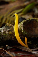 Yellow club fungus