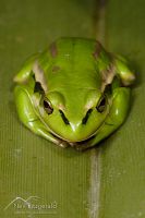 Green and golden bell frog