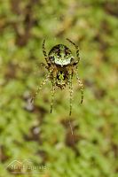 Cryptic orb weaver