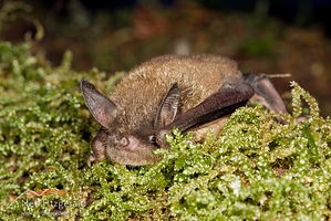 Lesser short-tailed bat