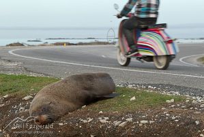Roadside fur seal