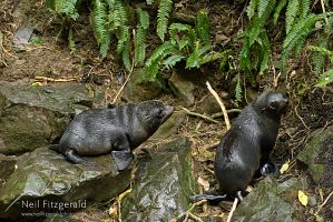 New Zealand Fur Seal pups