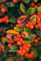 Cotoneaster fruit