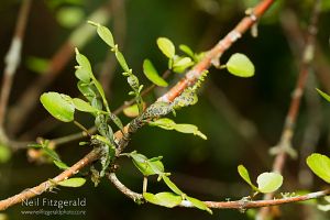 Dwarf mistletoe
