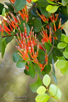 Scarlet mistletoe flowers