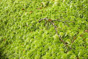 Sphagnum cristatum