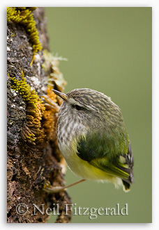 Rifleman Rifleman searching for food on a tree trunk