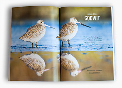 Issue 95 of New Zealand Geographic features an article on godwits