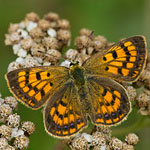 copper butterfly photo