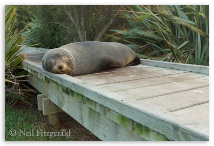 Fur seal sleeping on boardwalk