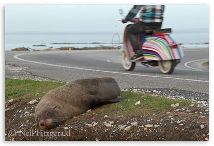 Fur seal sleeping on roadside