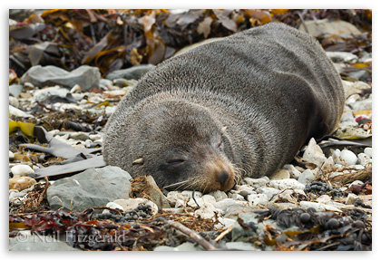 Fur seal sleeping on a beach