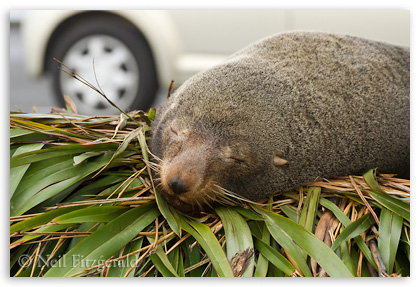 Fur seal sleeping in a car park