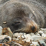 NZ fur seal