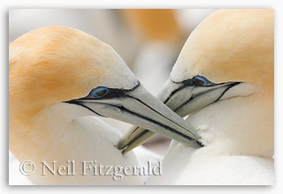 Australasian gannets allopreening gannets allopreening