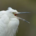 Little egret