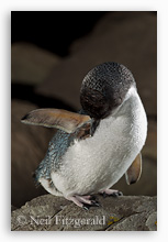 Little blue penguin