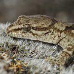 Marlborough mini gecko