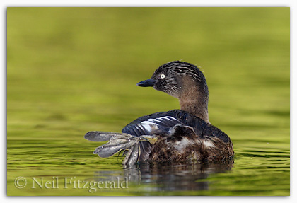 Lobbed feet of a New Zealand dabchick (Poliocephalus rufopectus) New Zealand dabchick