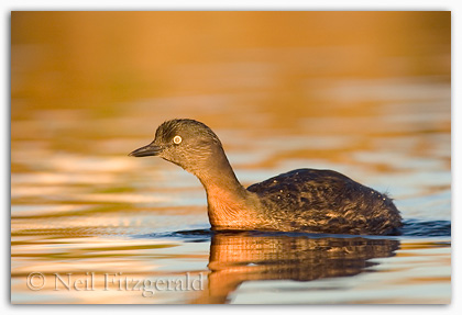 New Zealand dabchick (Poliocephalus rufopectus) New Zealand dabchick