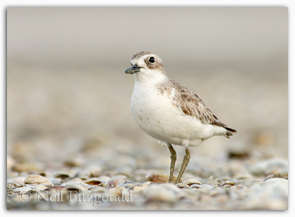 adult New Zealand dotterel (Charadrius obscurus) New Zealand dotterel in non-breeding plumage