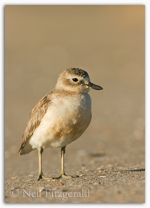 adult New Zealand dotterel (Charadrius obscurus) in breeding plumage New Zealand dotterel