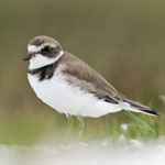 A semipalmated plover - a rare visitor to New Zealand shores photo of a semipalmated plover
