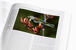 Tui photo used in Handbook of the birds of the world