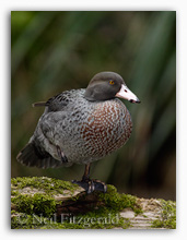Blue duck or whio at rest Whio