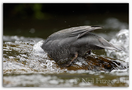 Blue duck/whio feeding Blue duck/whio feeding