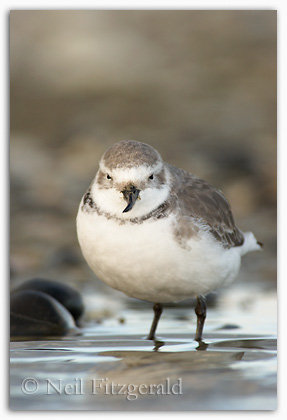 Wrybill