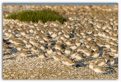Wrybill flock