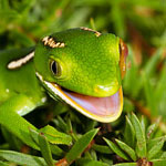 North Cape green gecko