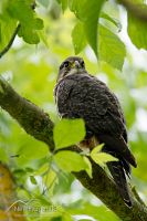 New Zealand falcon
