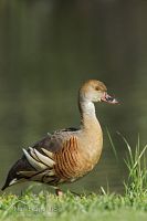 Plumed whistling duck