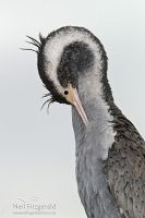 Spotted shag