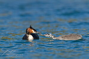 Southern crested grebe