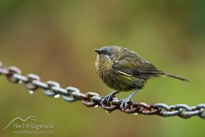Bellbird perched on chain