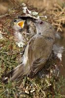 Grey warbler at nest