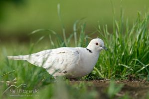 Barbary dove