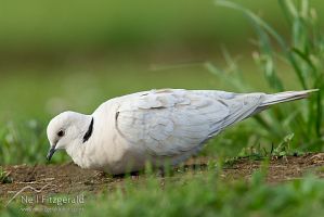 Barbary dove
