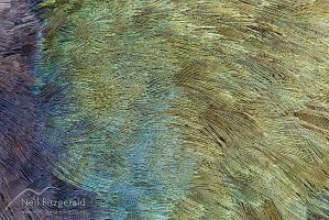 South Island takahe feathers